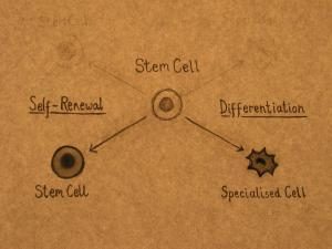 Stem_Cells